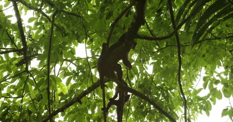Two monkeys on tree branch in forest during summer season Stock Footage 68681128