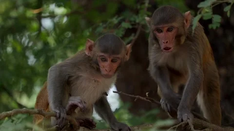 Two monkeys on tree branch in forest Stock-Footage 332612215