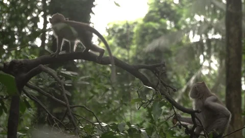 Two monkeys on the tree branch in the green jungle. Stock Footage 104407759