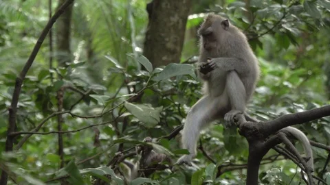 Two monkeys on the tree branch in the jungle. Stock Footage 104411158