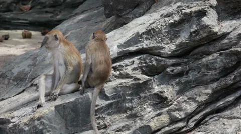 Two monkeys try to discover parasites in wool each other Stock-Footage 39872462