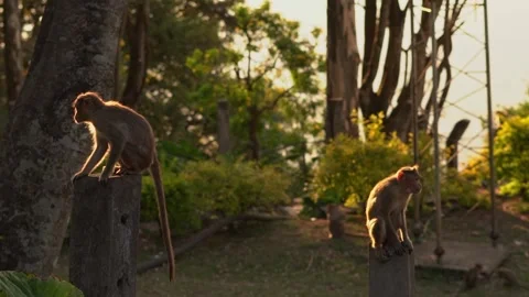 Two monkeys Under goldenlight facing opposite to each other ,turn back same time Stock Footage 246992487