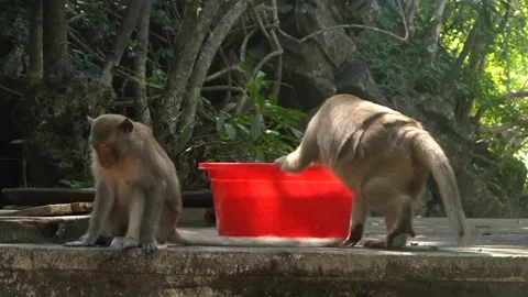 Two monkeys on vietnamese cat ba monkey island. Video stock 132527717
