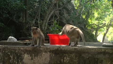Two monkeys on vietnamese cat ba monkey island. Video stock 132527719