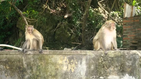 Two monkeys on vietnamese cat ba monkey island. Video stock 132527861