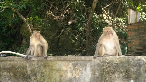Two monkeys on vietnamese cat ba monkey island. Stock Photos