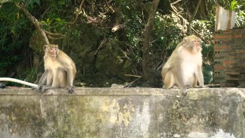 Two monkeys on vietnamese cat ba monkey island. Stock Photos