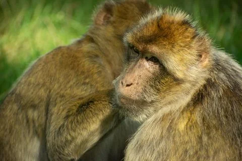 Two Monkeys Whispering in Close-Up Stock Photos