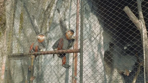 Two monkeys with white beard sit on fence in zoo and eat corn Stock Footage 88282476