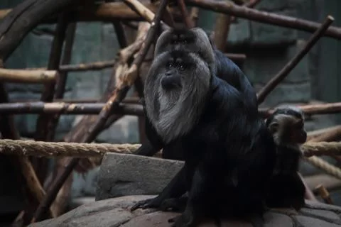 Two monkeys in a zoo enclosure Stock Photos