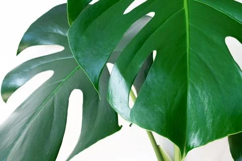 Two monstera sheets on a white background Stock Photos