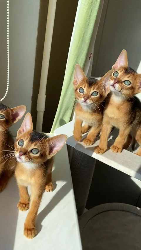 Two month old abyssinian ruddy kittens with big eyes and ears on windowsill Vídeo Stock 304410044