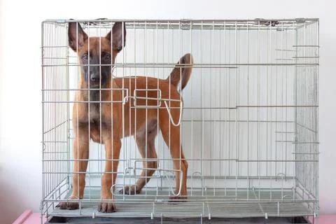 A two-month-old Belgian Shepherd Malinois puppy stands in an iron cage. Dog b Foto stock