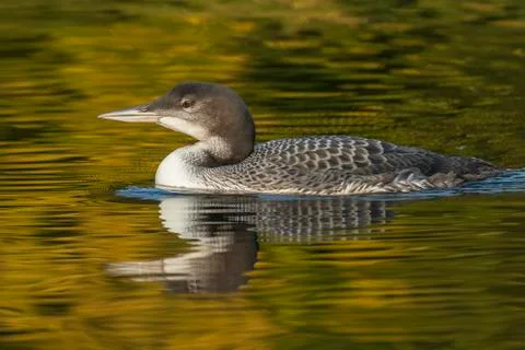 A two-month old Common Loon chick and its reflection in late summer - Ontario Stock-Fotos