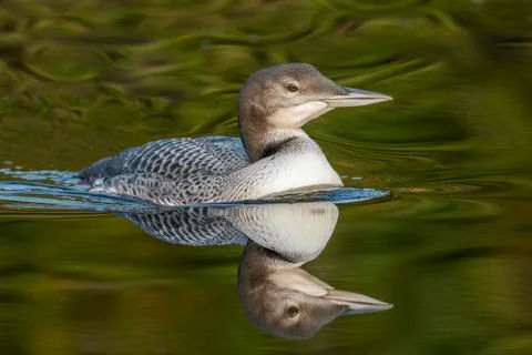 A two-month old Common Loon chick and its reflection in late summer - Ontario Stock Photos