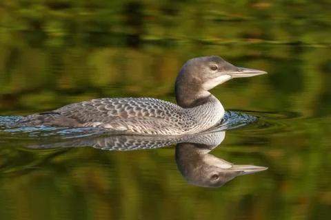 A two-month old Common Loon chick and its reflection in late summer - Ontario Stock Photos