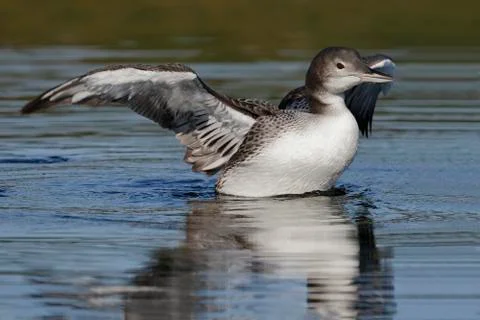 A two-month old Common Loon chick  flaps its wings after preening in late sum Stock Photos