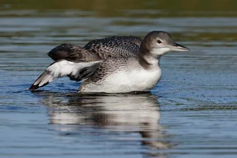 A two-month old Common Loon chick  flaps its wings after preening in late sum Stock Photos