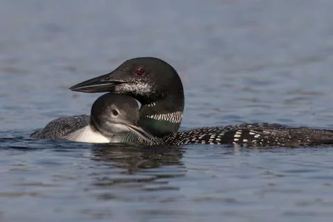 A two-month old Common Loon chick snuggles up next to its mother  in late sum Stock Photos