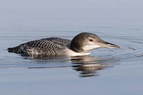 A two-month old Common Loon chick - Ontario, Canada Stock Photos