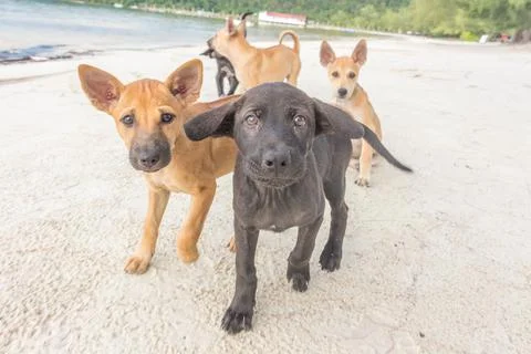 Two month old puppies playing at the beach Stock Photos