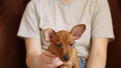 A two-month-old puppy in the hands of a girl. Mini pincher puppy. Stock Footage 195986554