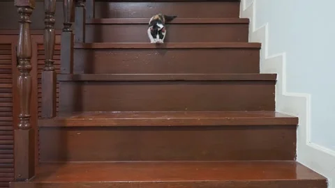 Two months old calico kitten learns how to climb down stairs Stock Footage 297391148