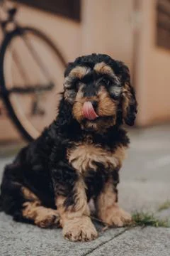 Two months old Cockapoo puppy sitting on the patio, selective focus. Stock Photos