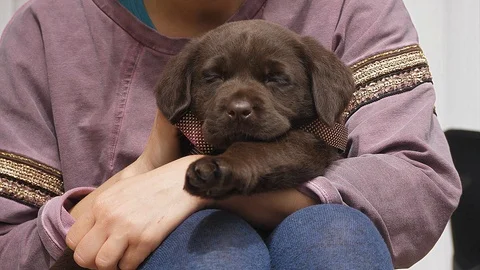 Two months old Labrador Retriever chocolate puppy on lap of owner. Stock-Footage 128870786
