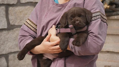 Two months old Labrador Retriever chocolate puppy on arms of owner. 스톡 동영상 128870889