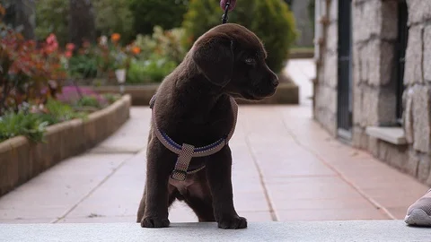 Two months old Labrador Retriever chocolate puppy on his first walk. Stock Footage 128871902