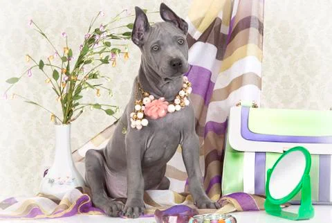 Two months old thai ridgeback puppy with female accessories Foto stock