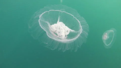 Two Moon Jellyfish Stock Footage 262353664