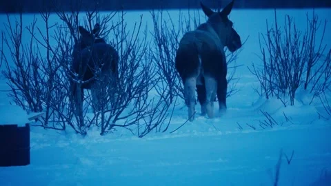Two Moose are Moving Through the Snow-covered Landscape - Close Up Vídeos de archivo 303948960