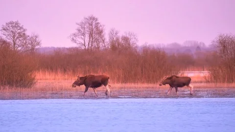 Two Moose crossing the marsh at the colorful sunset Video stock 81786759