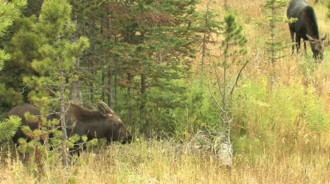 Two Moose Eating Stock Footage 270320