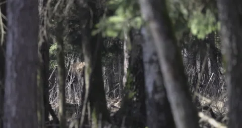 Two moose escaping in the thicket, 4K slomo Stock Footage 237467978