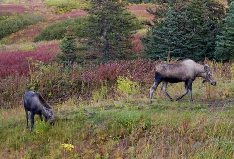 Two moose in fall Stock Photos