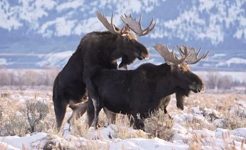 Two moose in a field during the winter Stock-Fotos