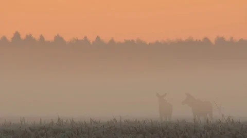 Two moose in the fog at sunrise. Stock Footage