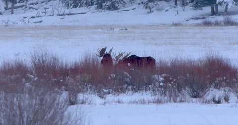 Two Moose Forage in Willow Bush 스톡 동영상 240016477