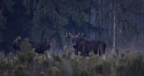Two moose in a forest scenery after dusk, 4K slomo Stock Footage 168484119