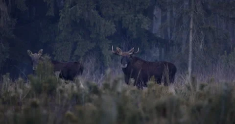 Two moose in the forest watching the area, 4K slomo Stock Footage 168484217