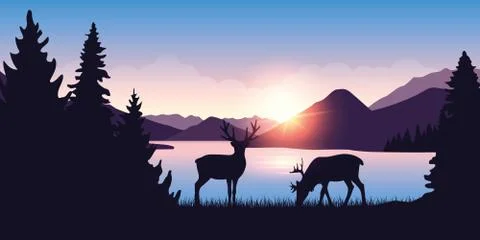 Two moose graze by the river in the forest at sunrise Stock-Illustration