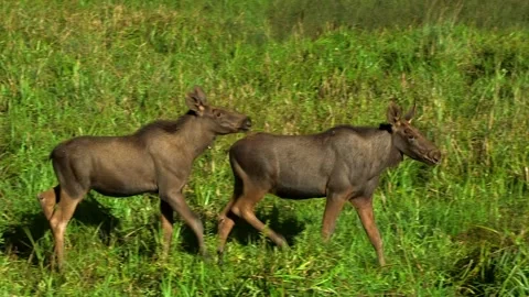 Two Moose Kids Walking in a Wild Forest Meadow Stock Footage 268725009