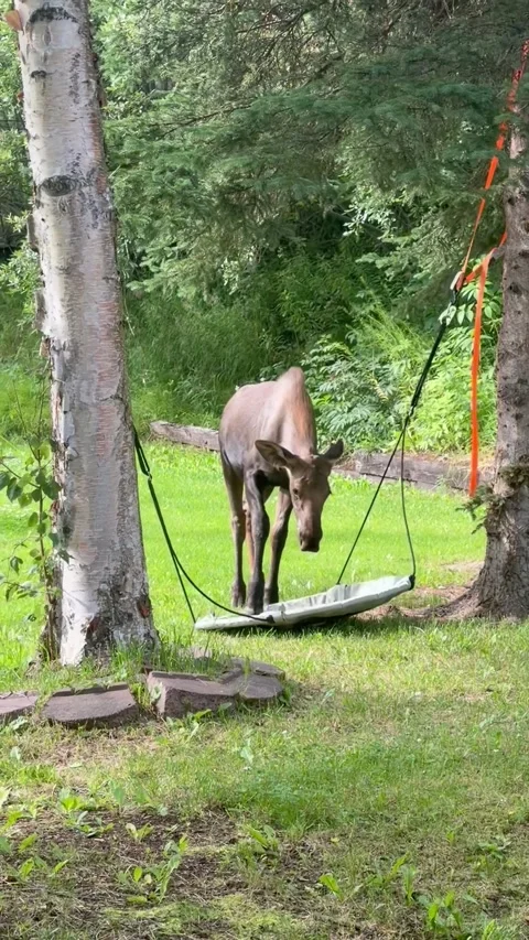 Two Moose Take a Field Trip to the Backyard, Eagle River, Alaska, USA - 07 Aug 2 Stock Footage 343004844