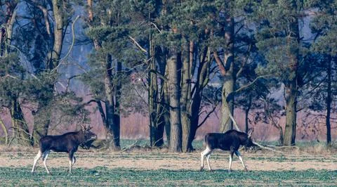 Two moose walking through forest edge field Stock Photos
