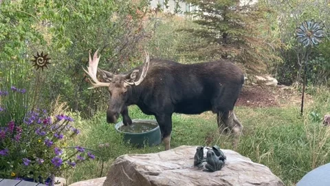 Two Moose Wander Through Backyard Garden, Wasatch Range, Utah, USA - 30 Jul 2026 Stock Footage 344486791