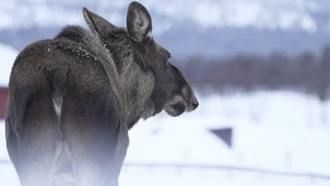Two moose in winter in lapland, focus pull Stock Footage 129165038