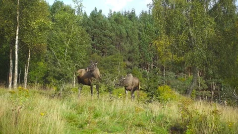 Two mooses in the wild forest in a sunny day Stock-Footage 82868889